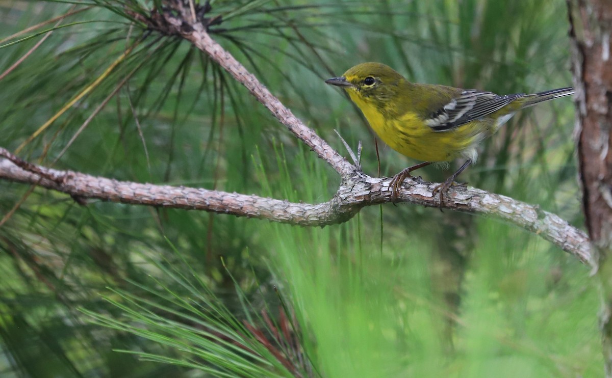 Pine Warbler - ML623261008