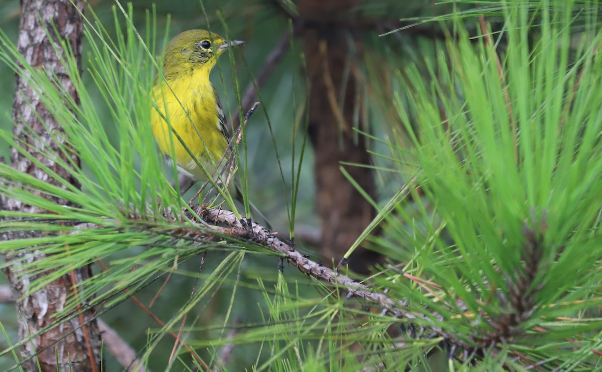 Pine Warbler - Rob Bielawski