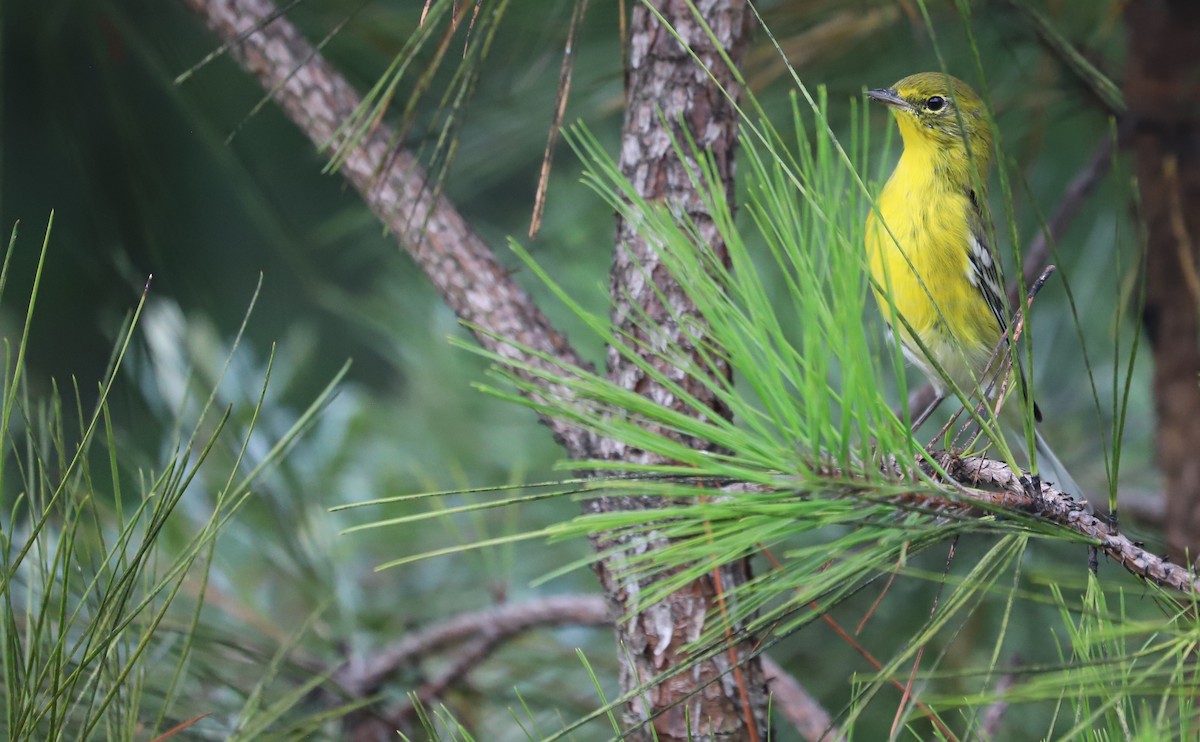 Pine Warbler - ML623261026