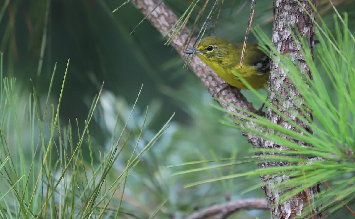 Pine Warbler - ML623261030