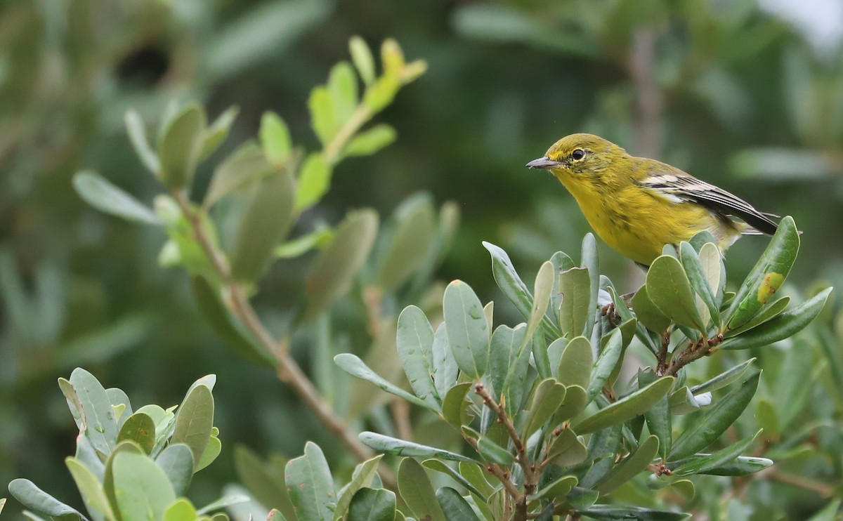 Pine Warbler - ML623261035