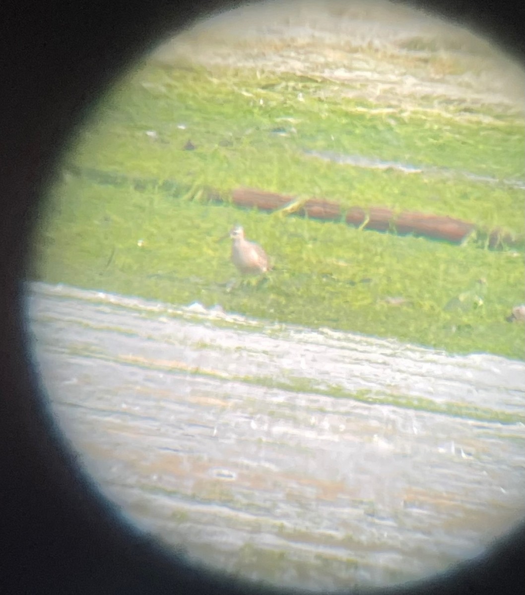 American Golden-Plover - ML623261057