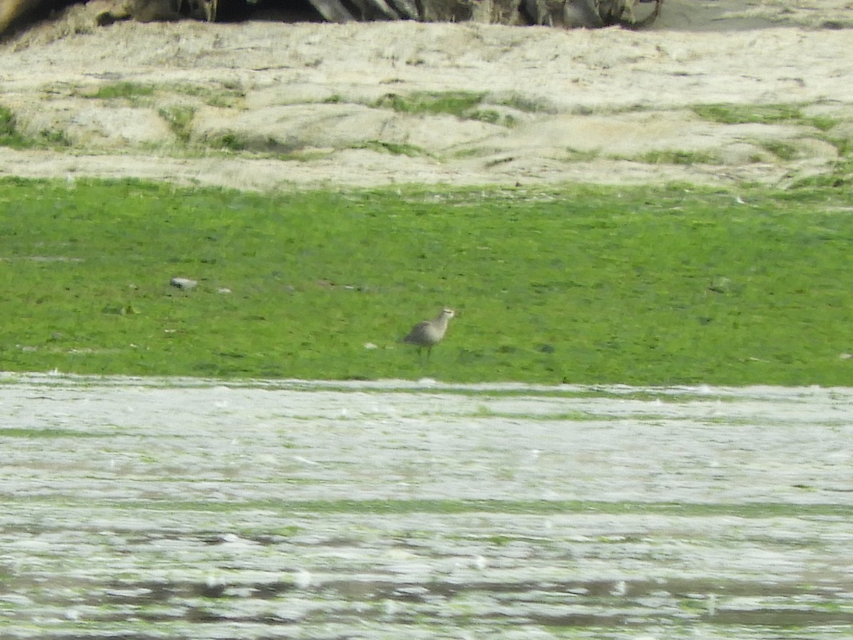 American Golden-Plover - Bob Boekelheide