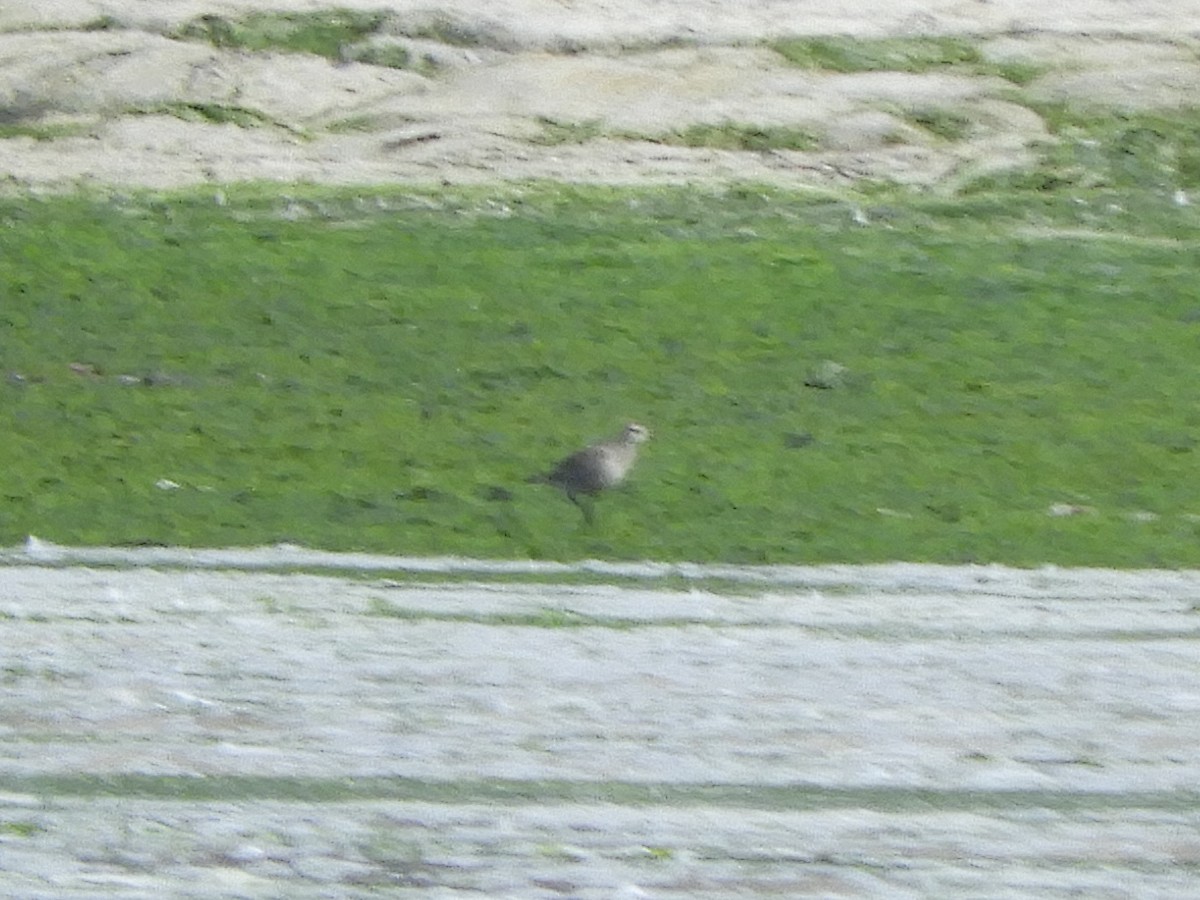 American Golden-Plover - ML623261081