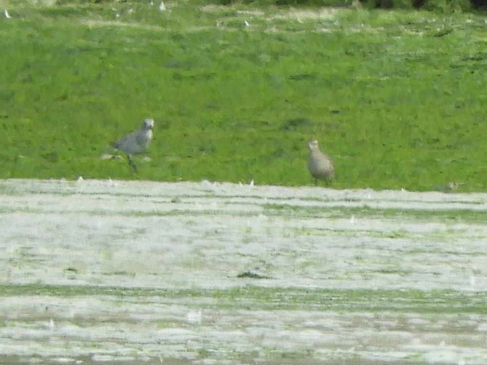 American Golden-Plover - ML623261086