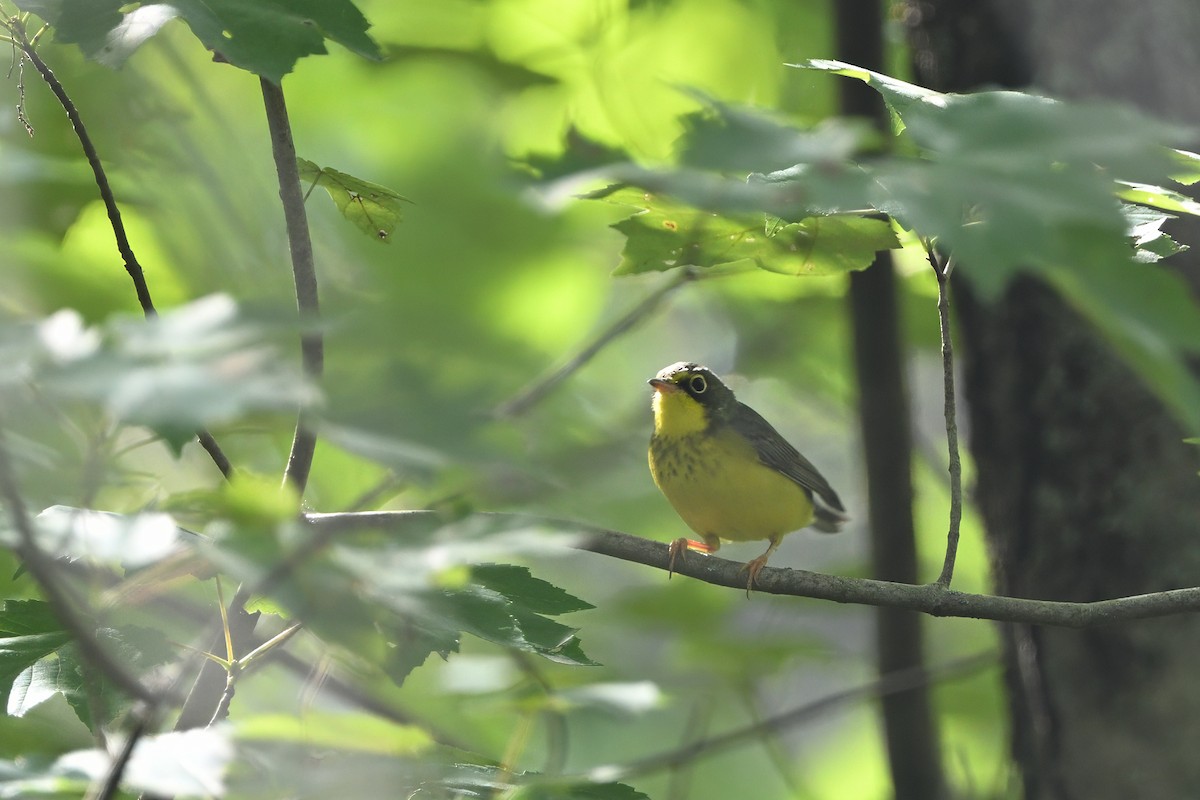 Canada Warbler - ML623261191