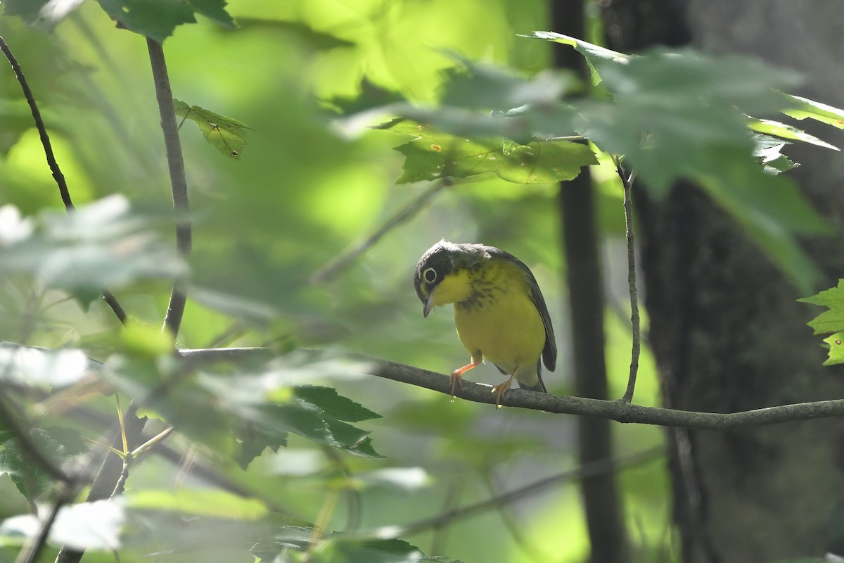 Canada Warbler - ML623261192