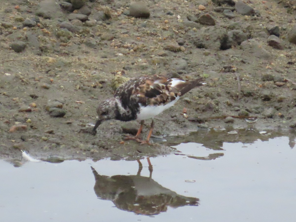 Ruddy Turnstone - ML623261207