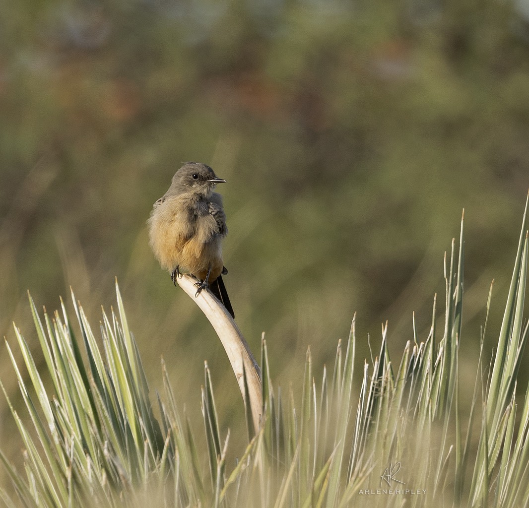 Say's Phoebe - ML623261229