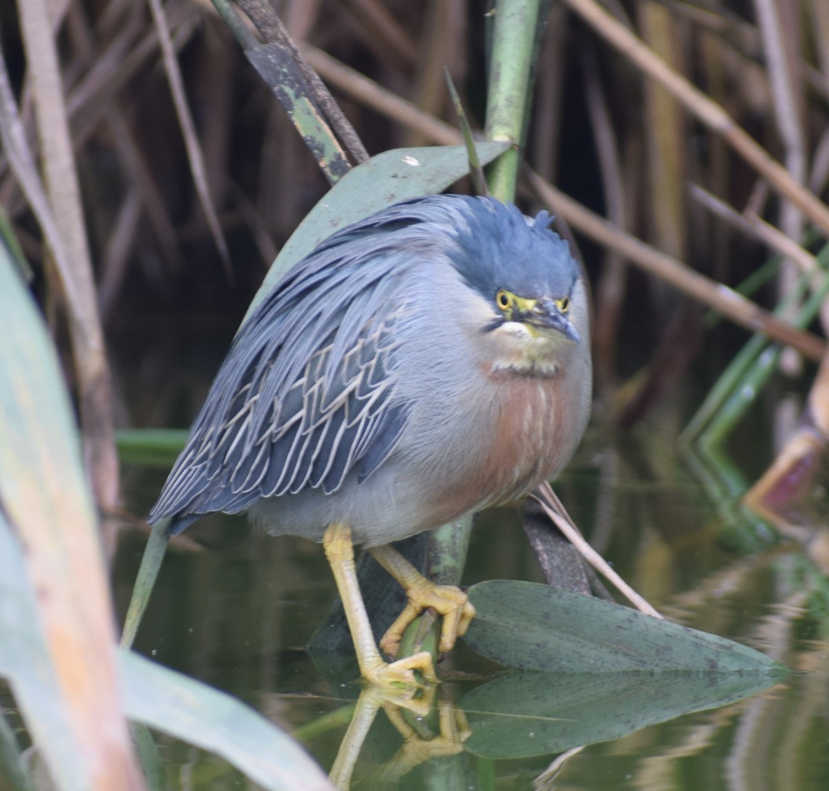 Striated Heron (South American) - ML623261254