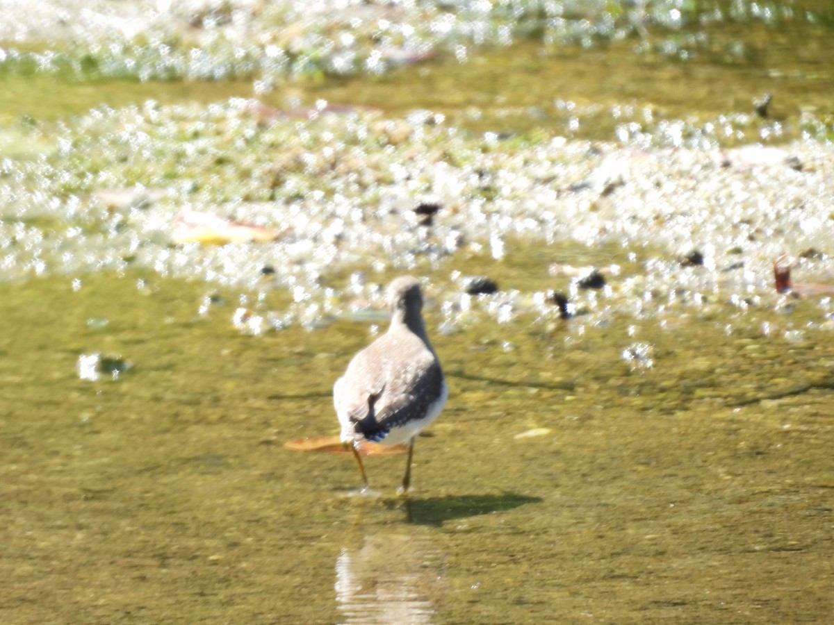 Solitary Sandpiper - ML623261428