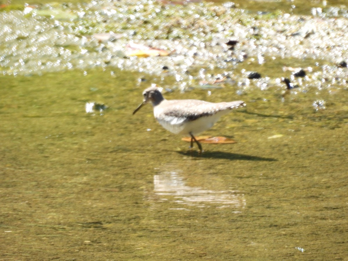 Solitary Sandpiper - ML623261429