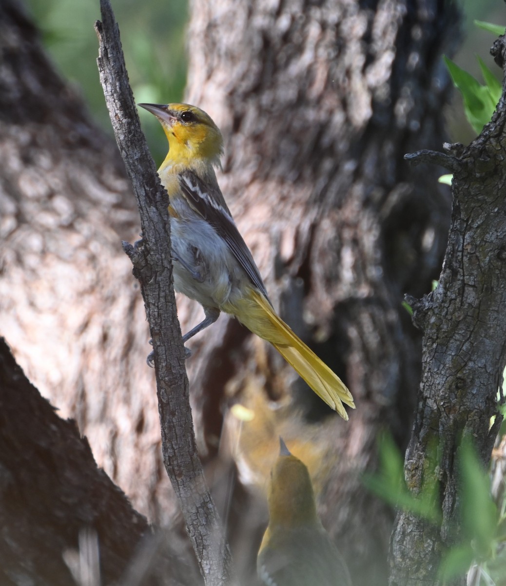 Bullock's Oriole - ML623261475