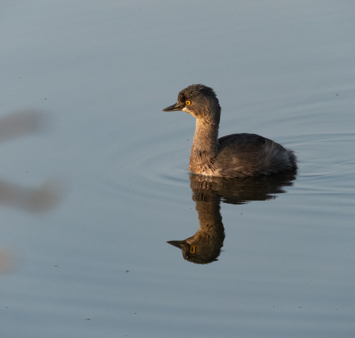 Least Grebe - ML623261534
