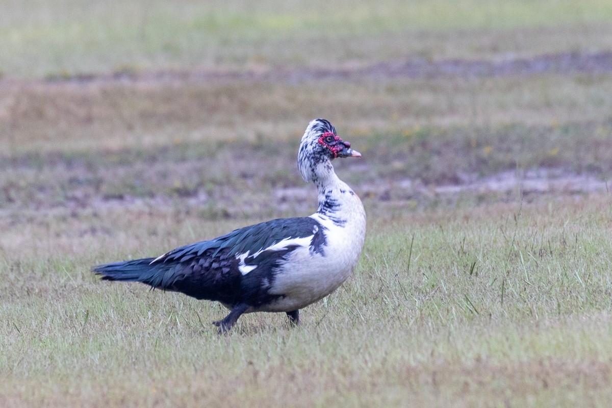 Muscovy Duck (Domestic type) - ML623261570