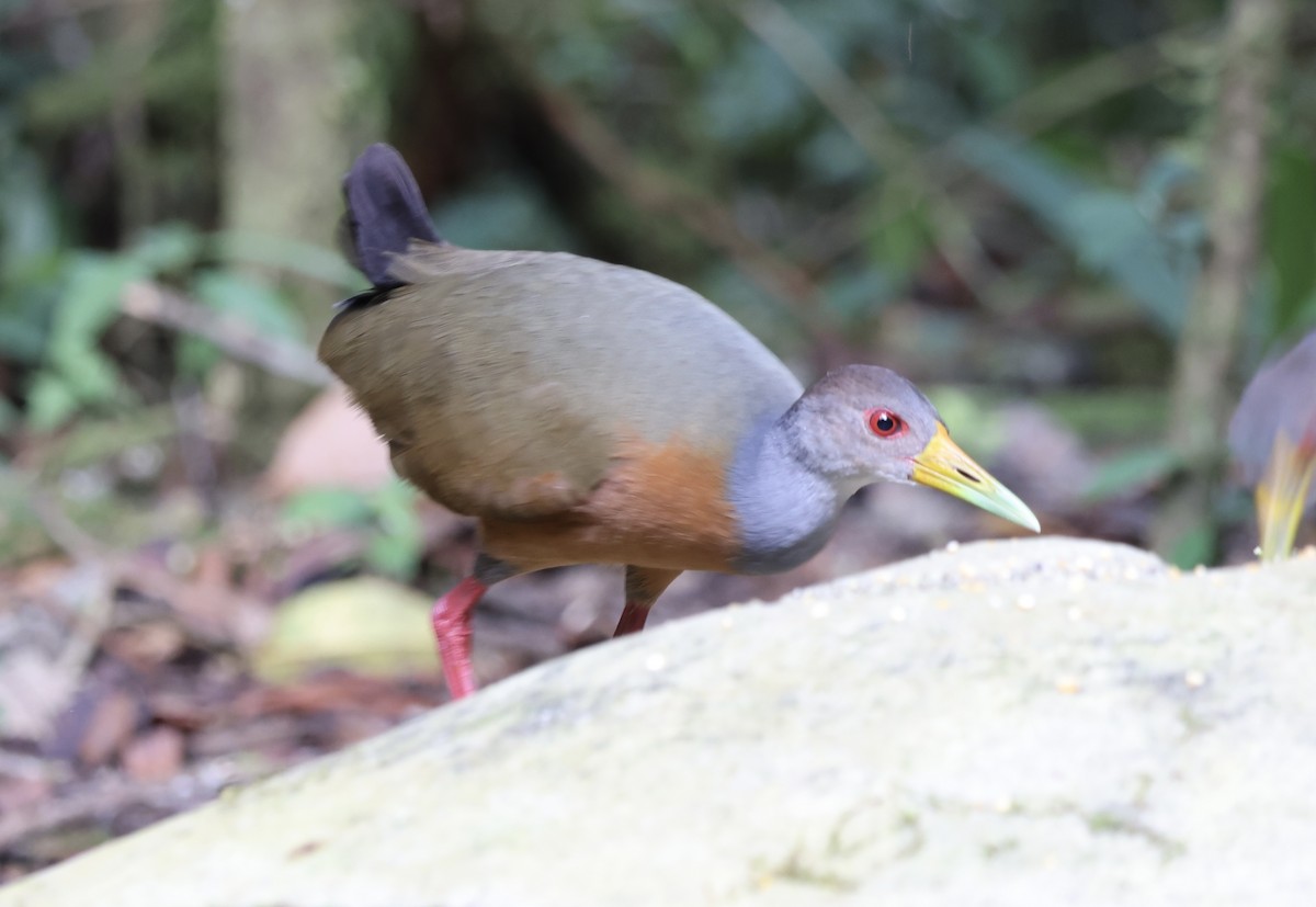 Gray-cowled Wood-Rail - ML623261571