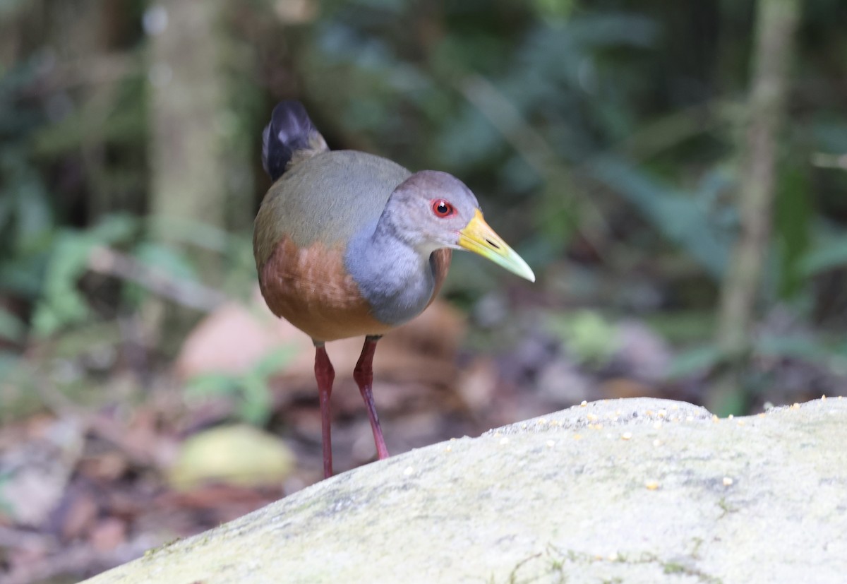 Gray-cowled Wood-Rail - ML623261572