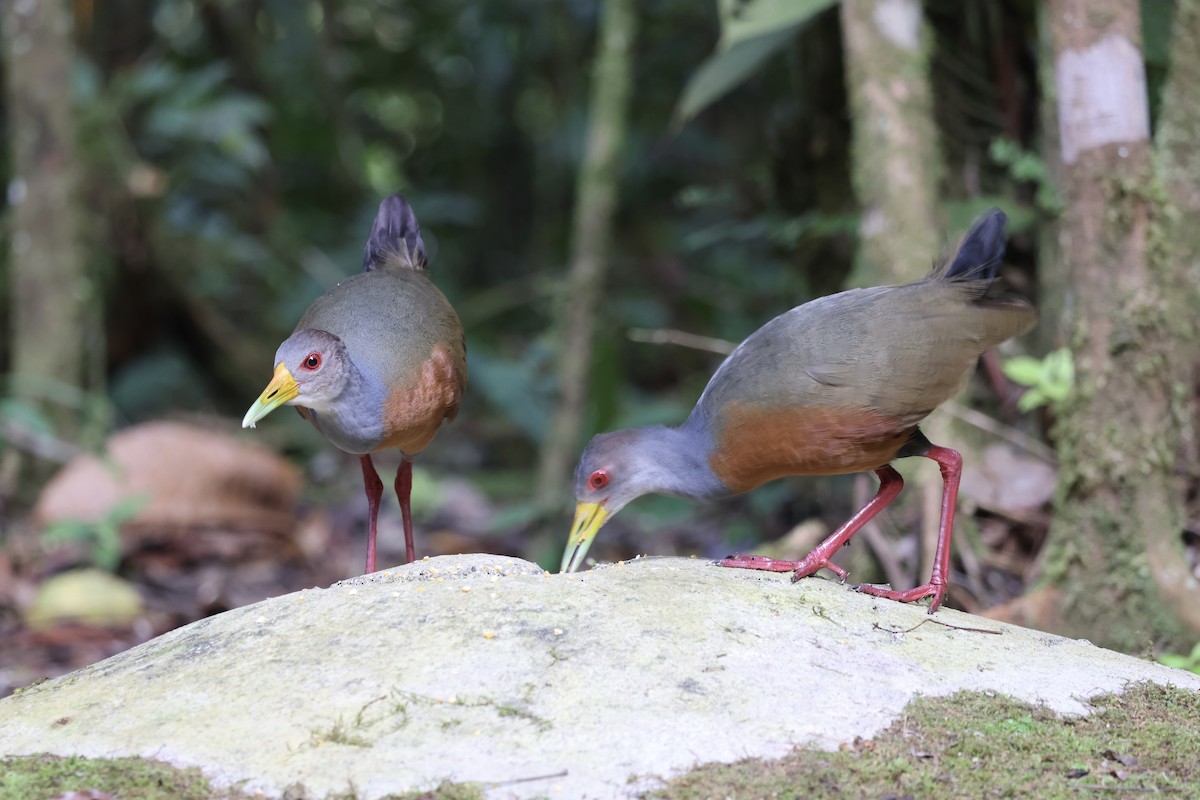 Gray-cowled Wood-Rail - ML623261573