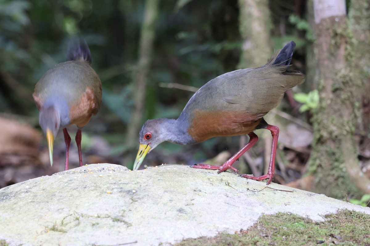 Gray-cowled Wood-Rail - Claire Christensen