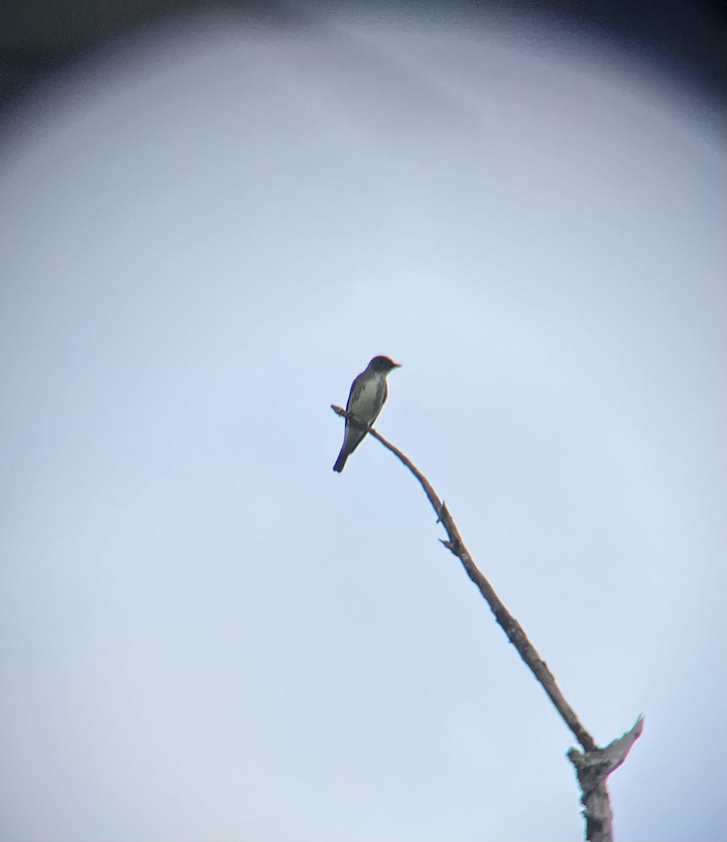 Olive-sided Flycatcher - ML623261649