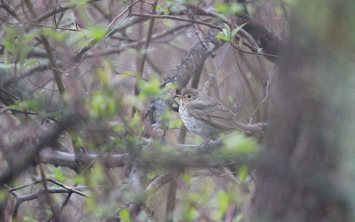 Swainson's Thrush - ML623261700