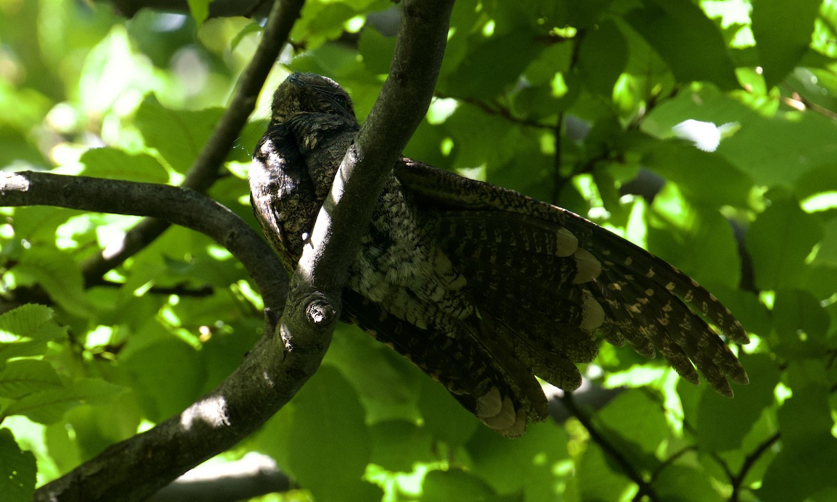 Eastern Whip-poor-will - ML623261713