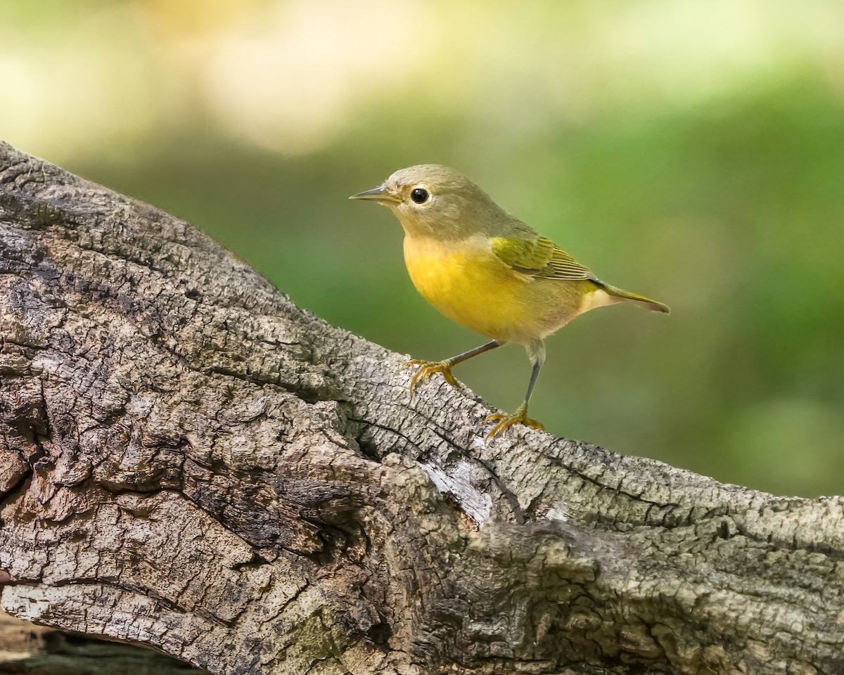 Nashville Warbler - Andy Raupp