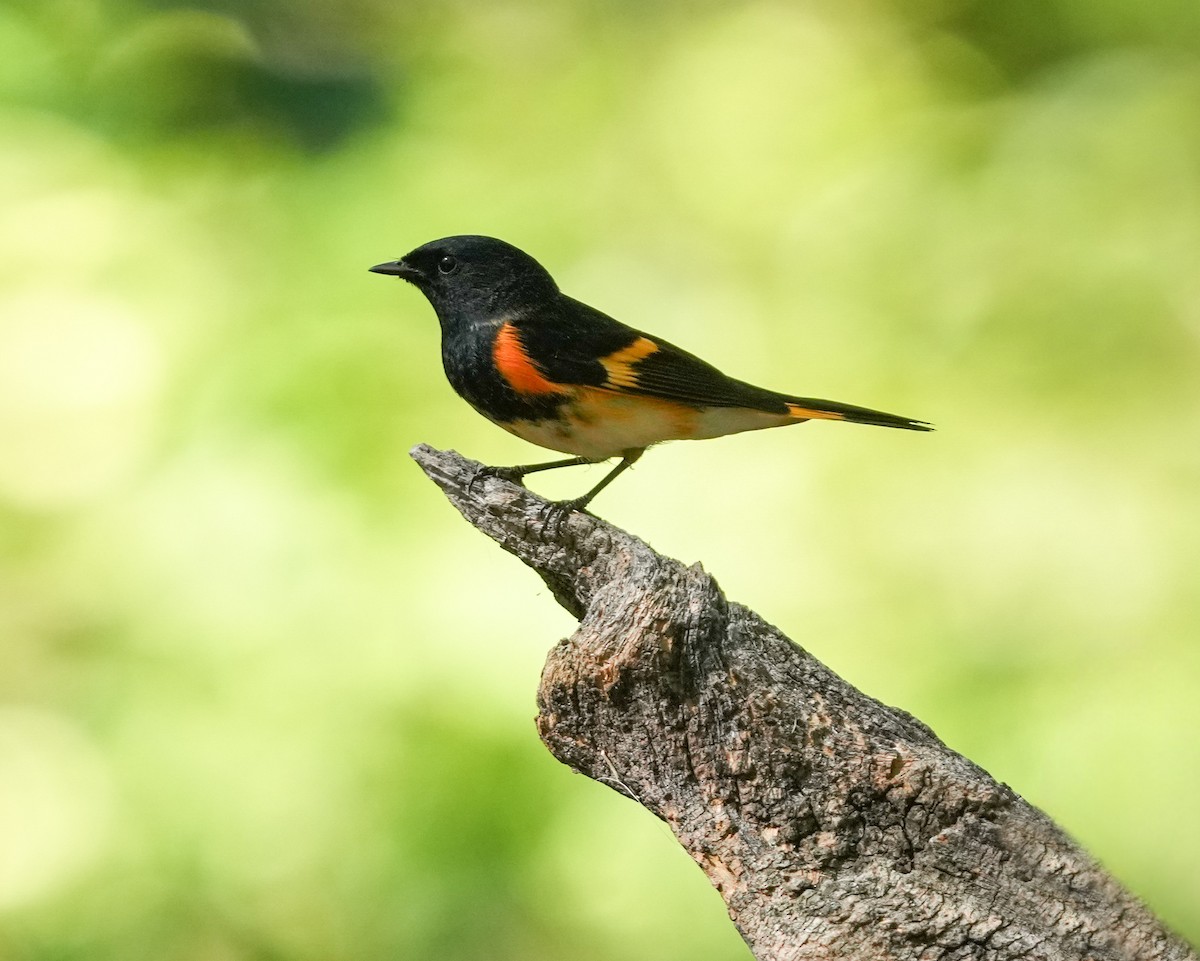 American Redstart - ML623261757