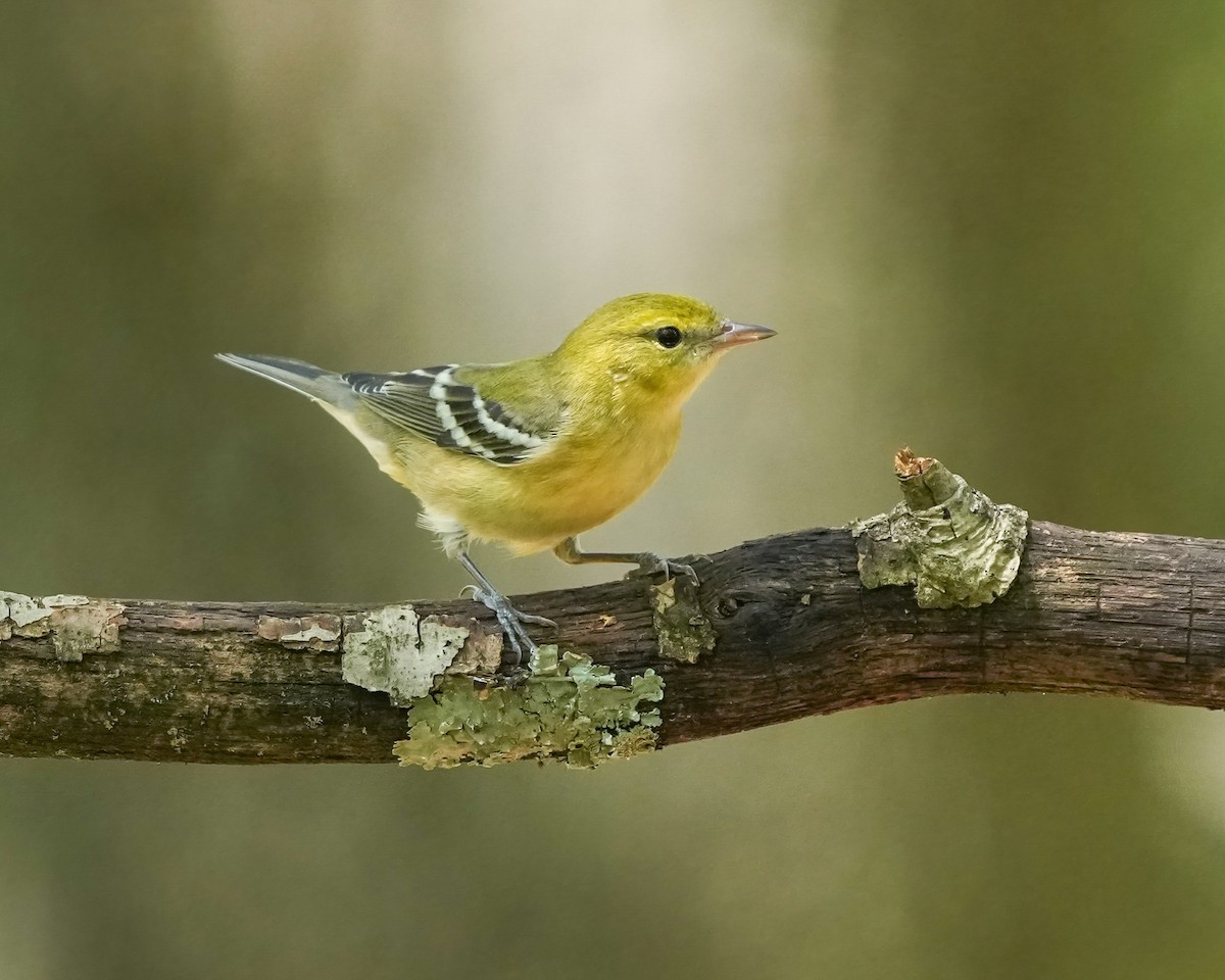 Bay-breasted Warbler - ML623261760