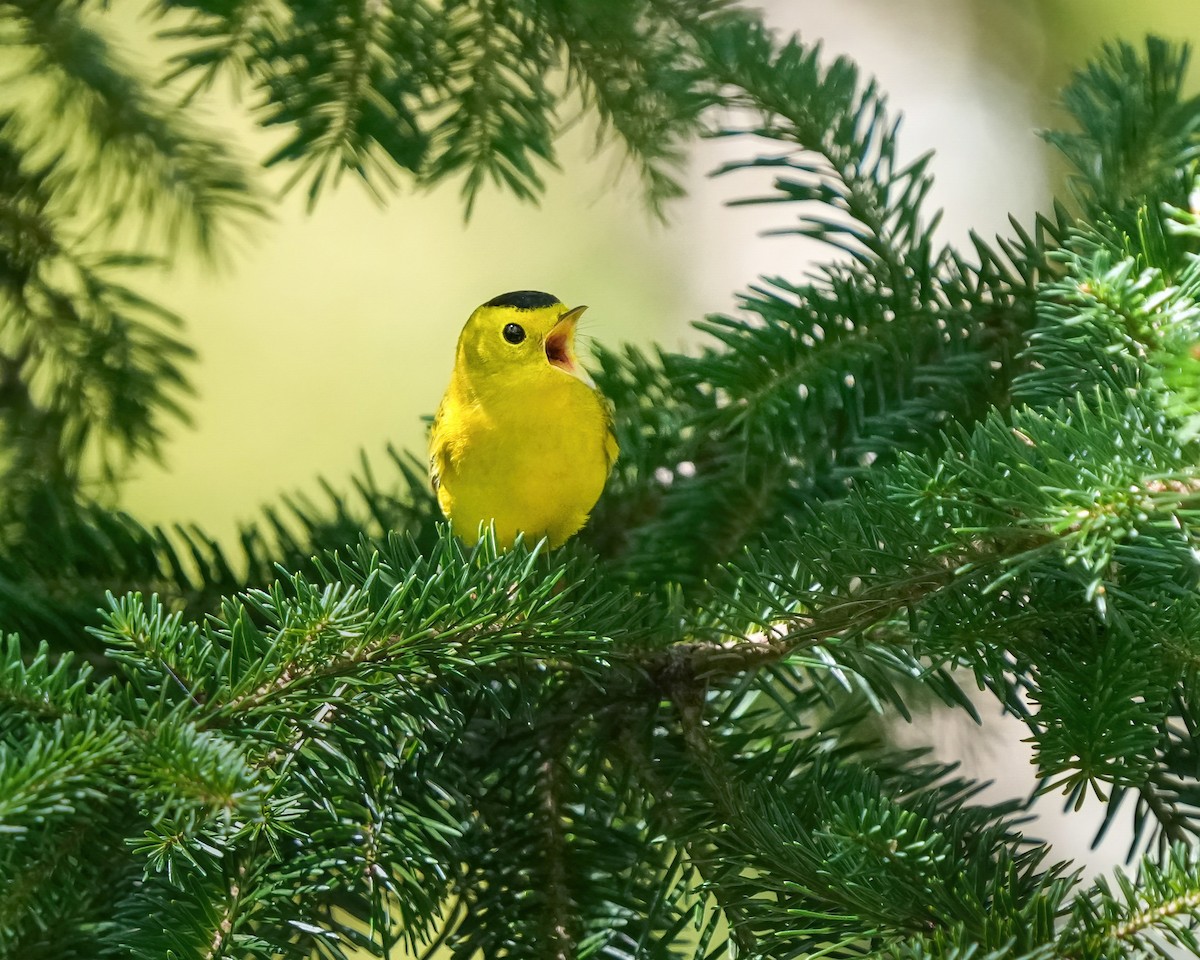 Wilson's Warbler - ML623261772