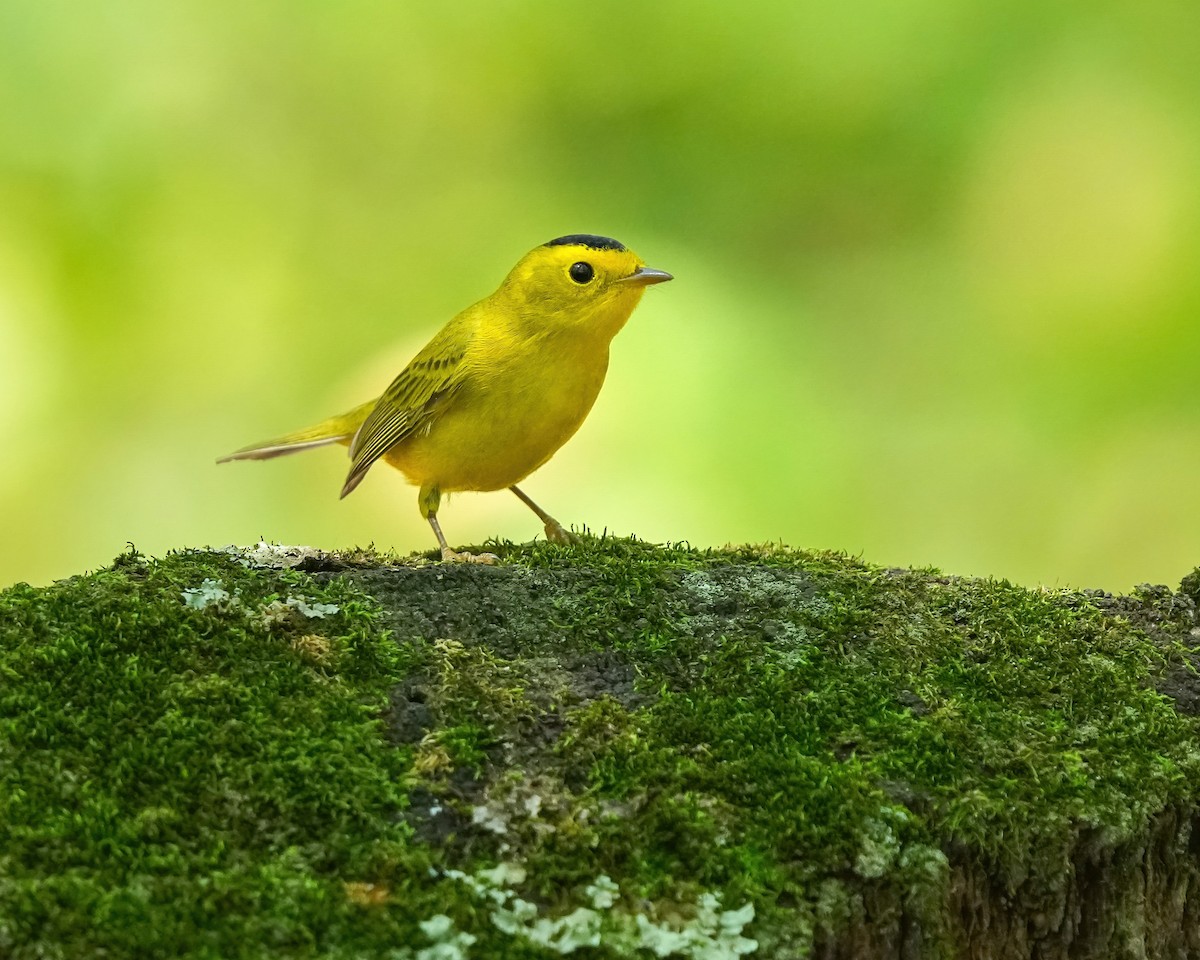 Wilson's Warbler - ML623261773