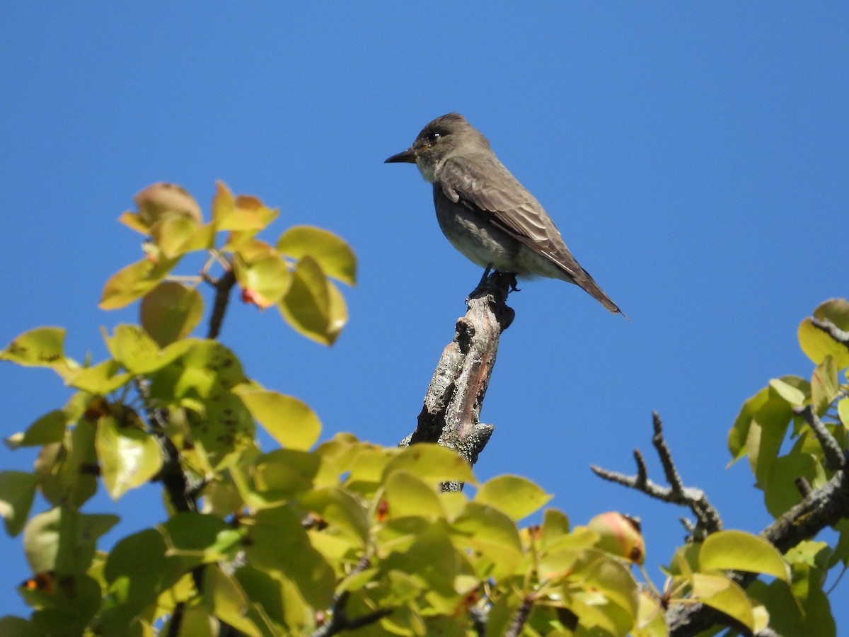 Olive-sided Flycatcher - ML623261778