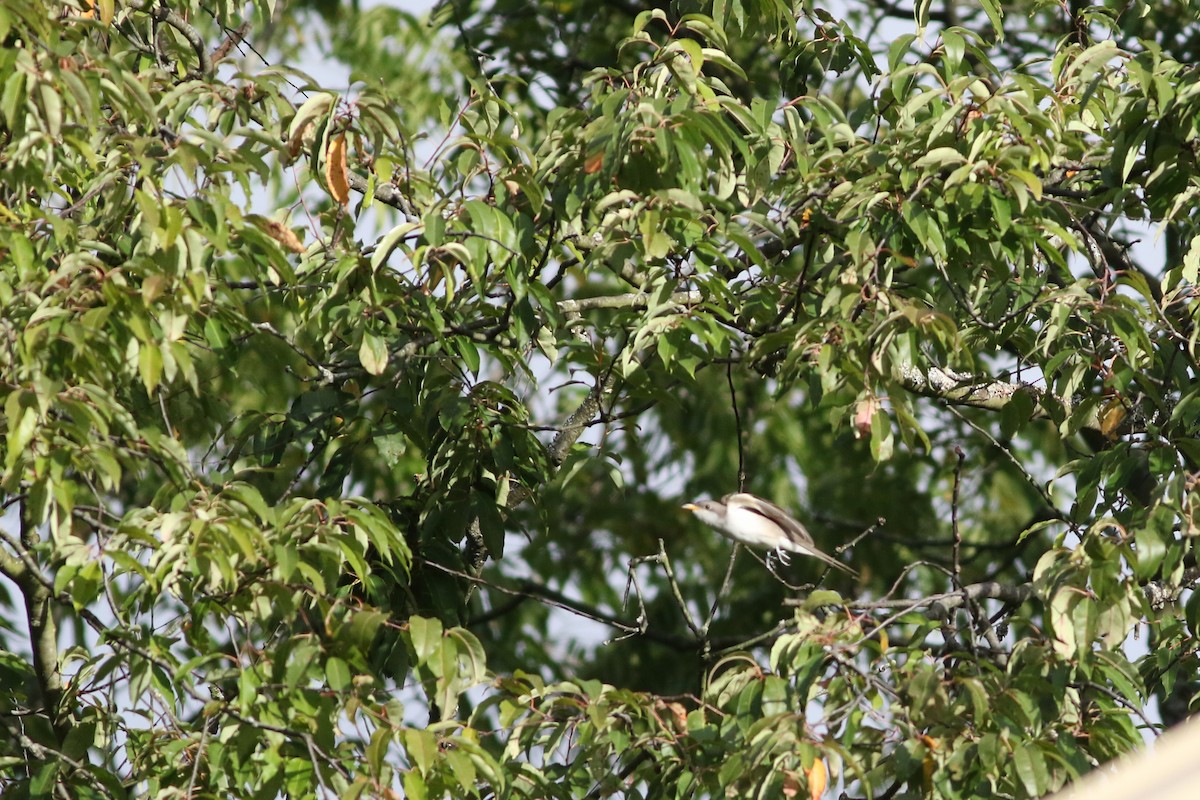 Yellow-billed Cuckoo - ML623261779