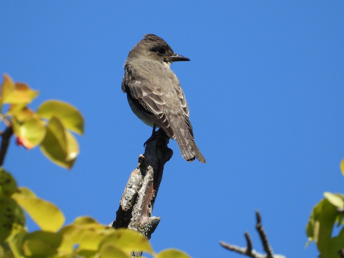 Olive-sided Flycatcher - ML623261784