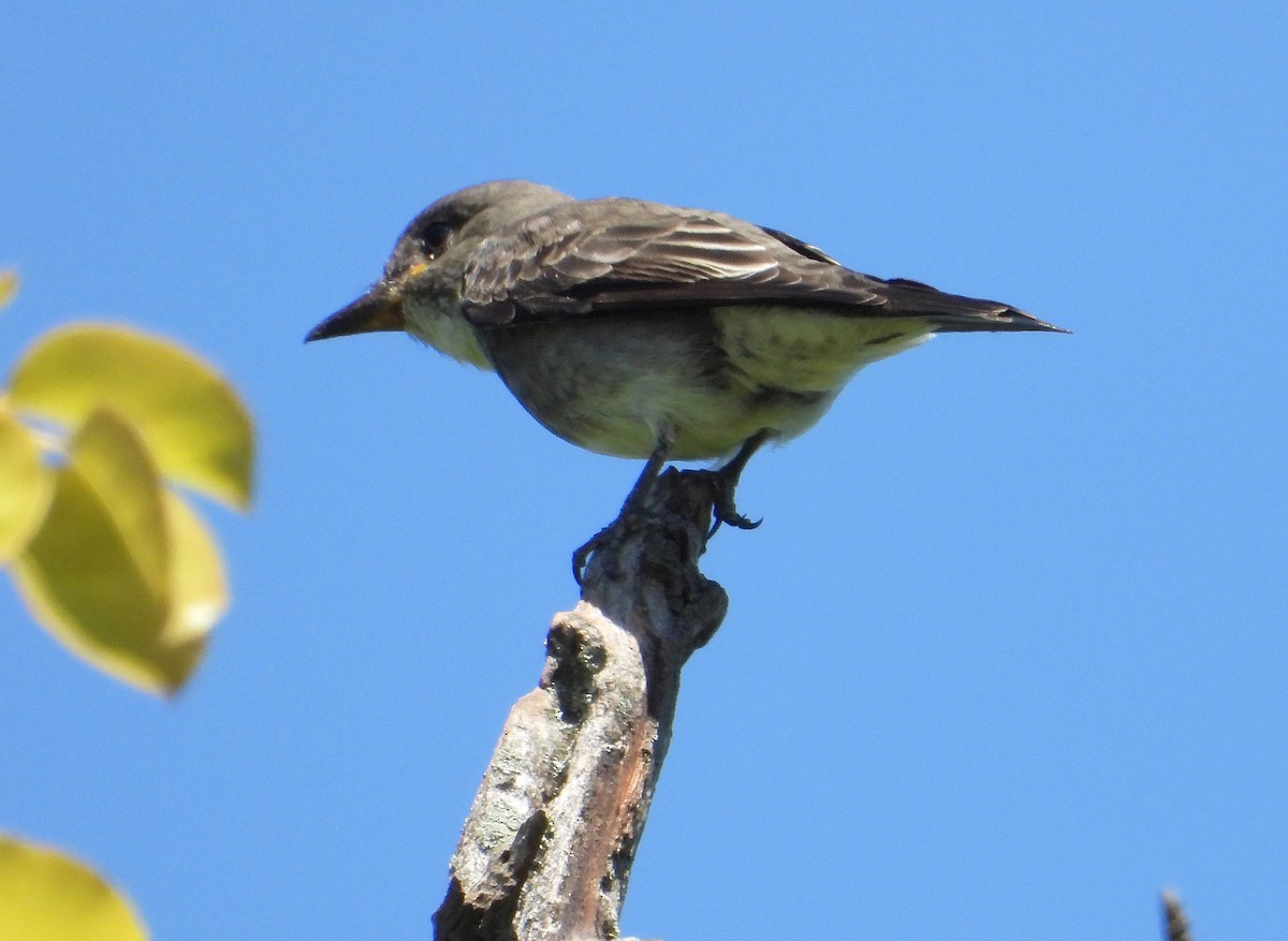 Olive-sided Flycatcher - ML623261787