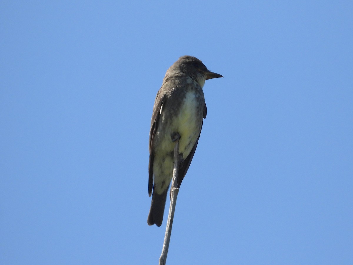 Olive-sided Flycatcher - ML623261788