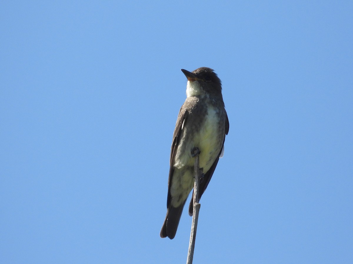 Olive-sided Flycatcher - ML623261790