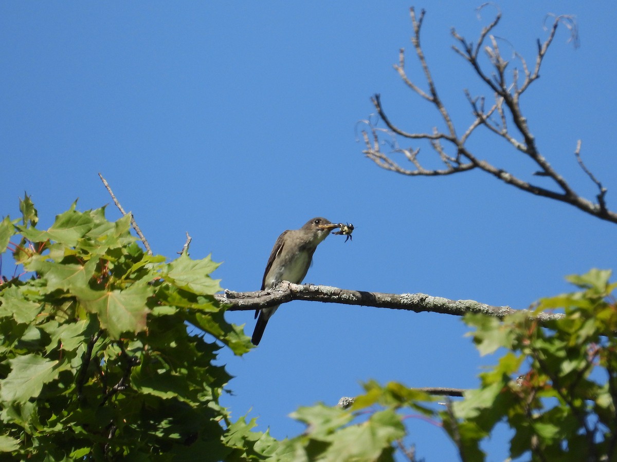 Olive-sided Flycatcher - ML623261802