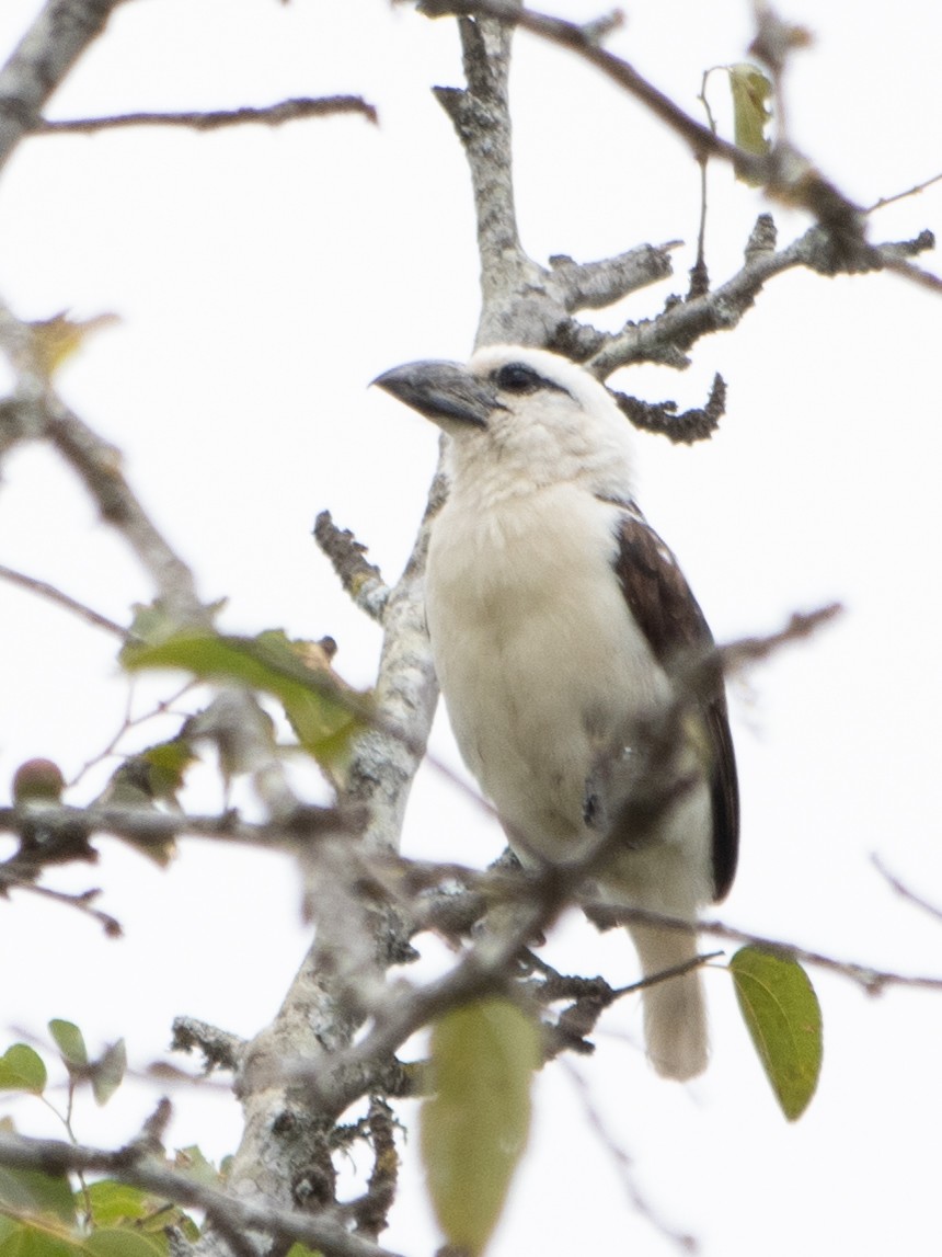 White-headed Barbet - ML623261805