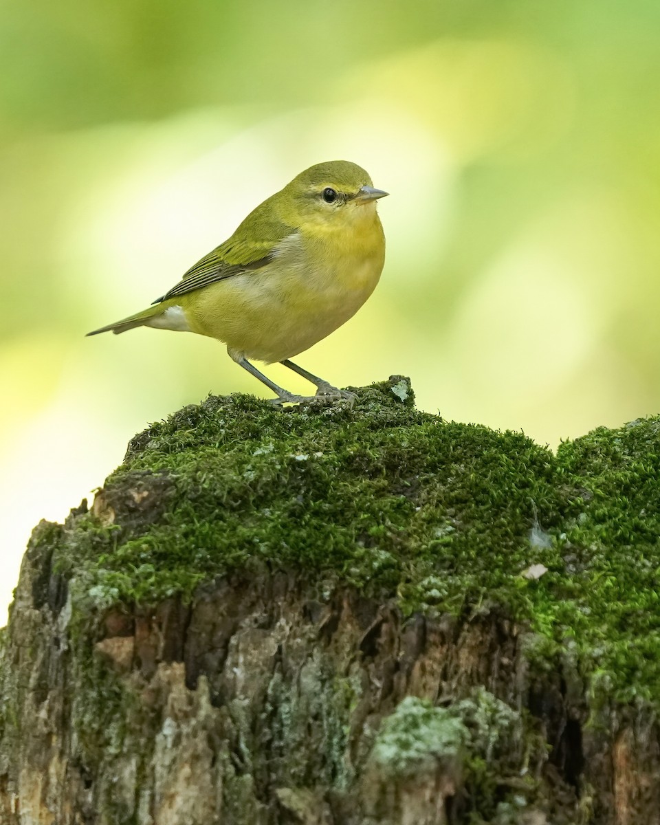 Tennessee Warbler - ML623261808