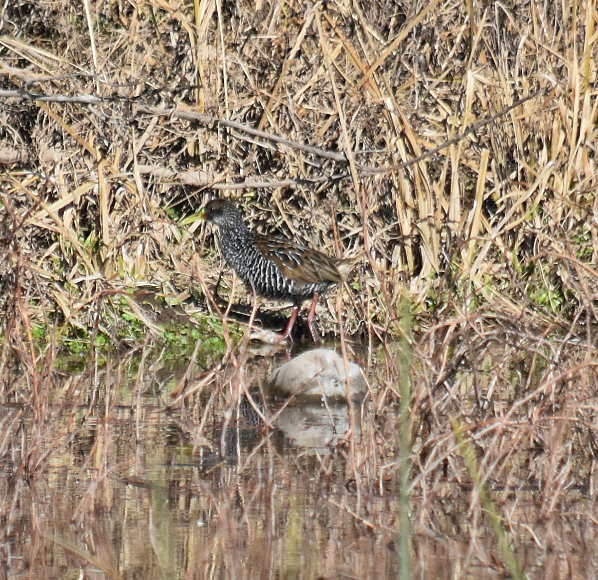 Spotted Rail - andres ebel