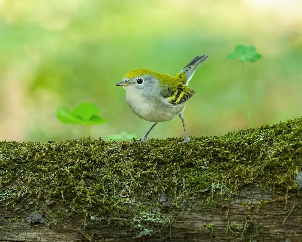 Chestnut-sided Warbler - ML623261834