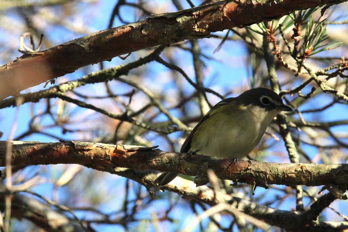 Blue-headed Vireo - ML623261857