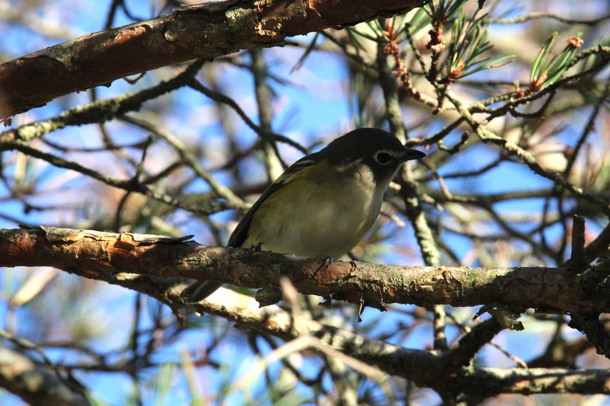 Blue-headed Vireo - ML623261862