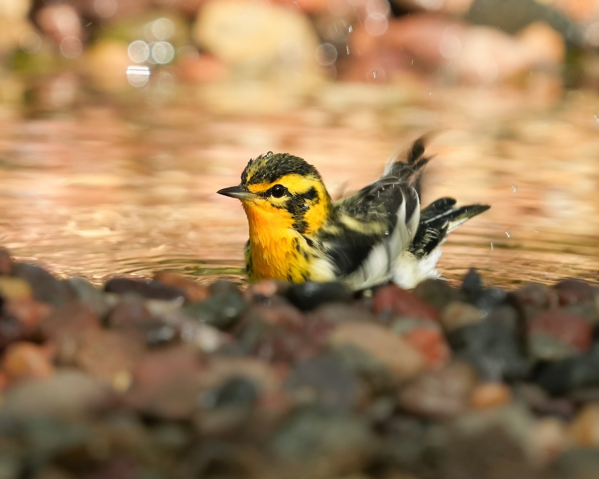 Blackburnian Warbler - ML623261868