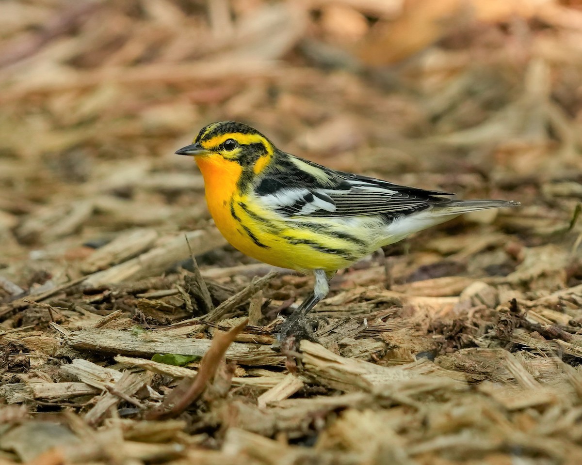 Blackburnian Warbler - ML623261869