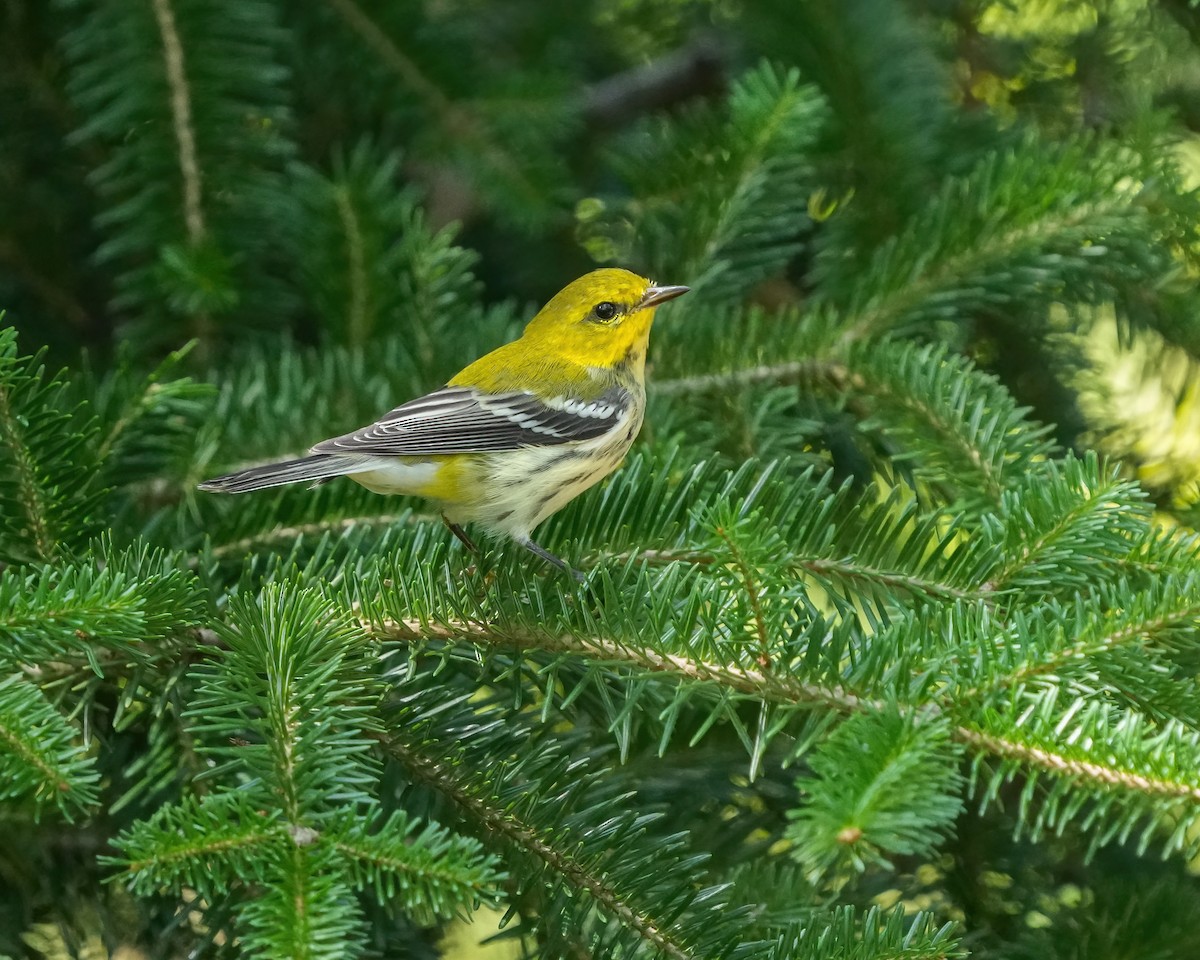 Black-throated Green Warbler - ML623261899