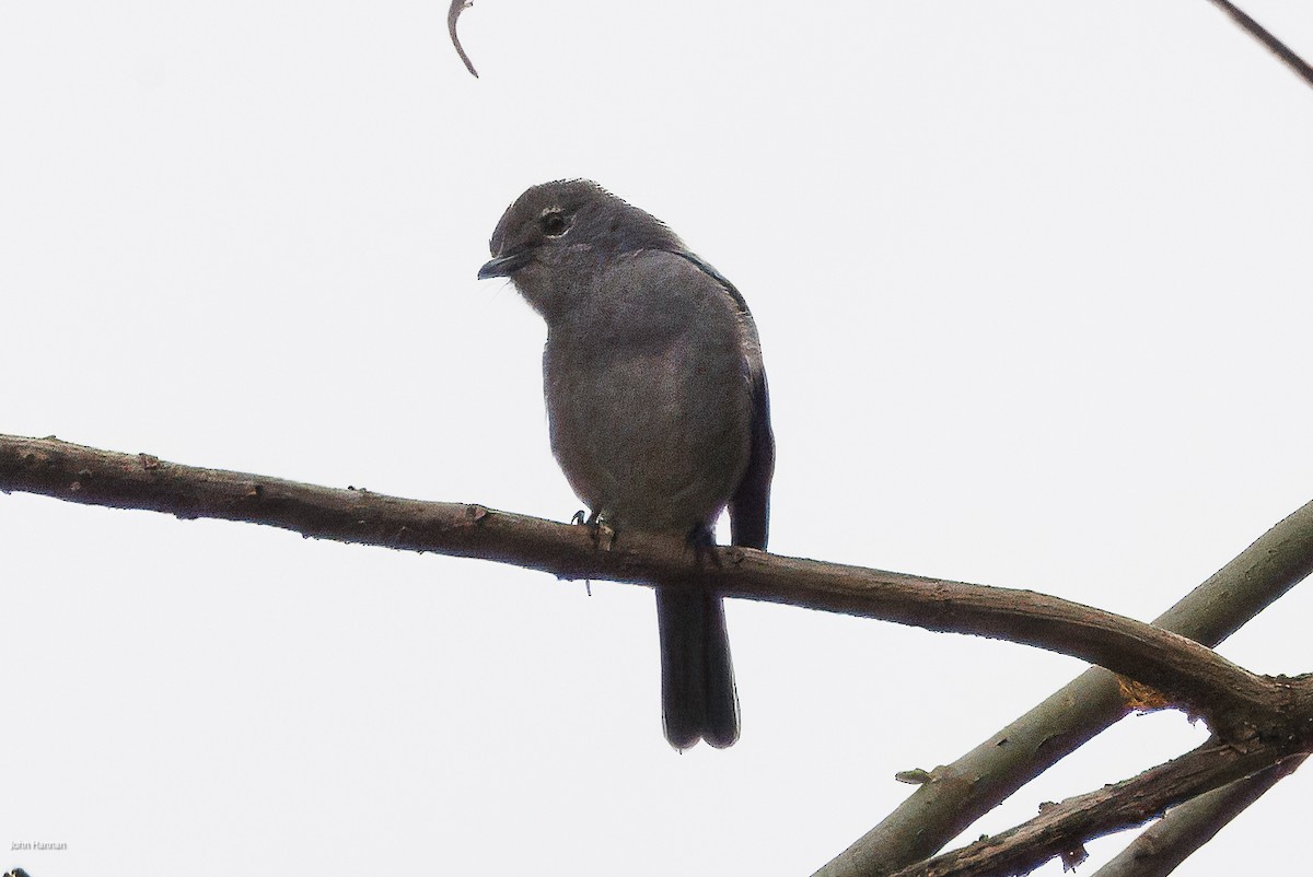 Ashy Flycatcher - ML623261910