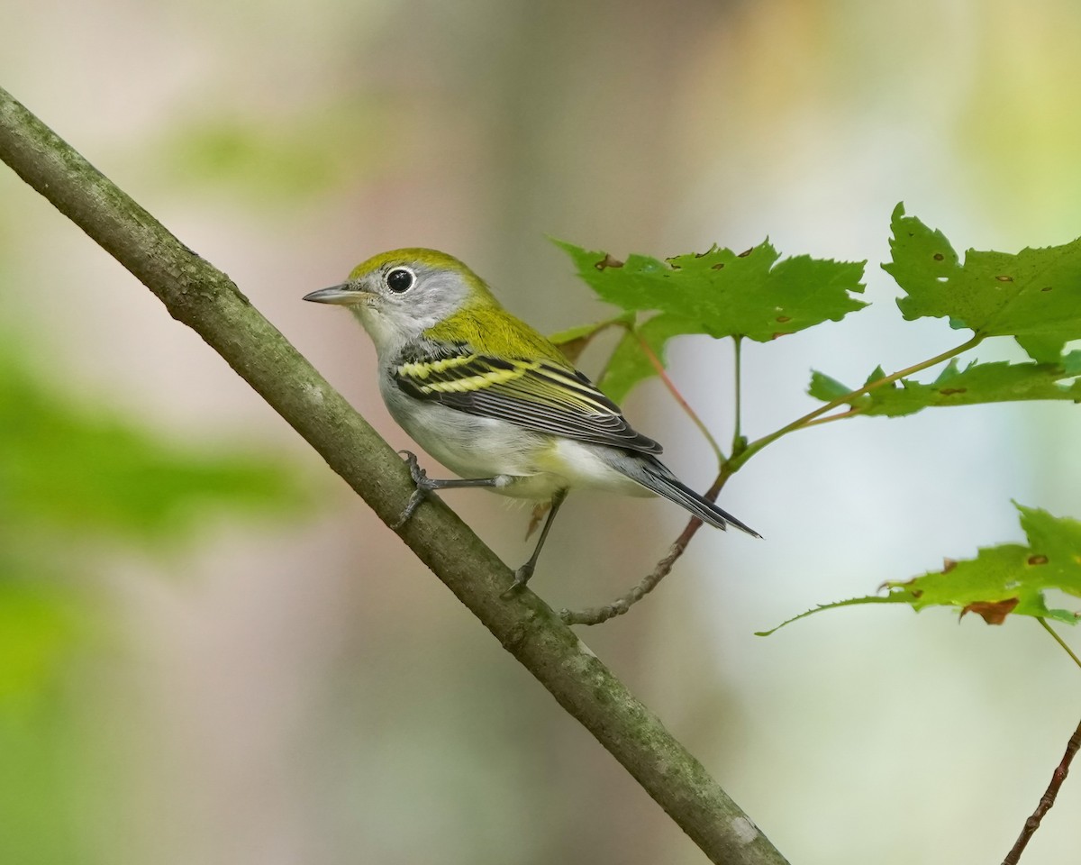 Chestnut-sided Warbler - ML623261944