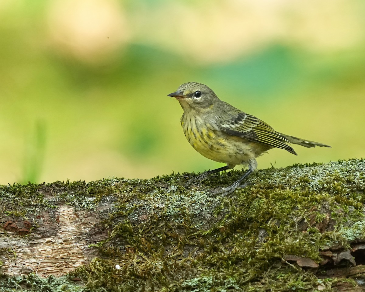 Cape May Warbler - Andy Raupp